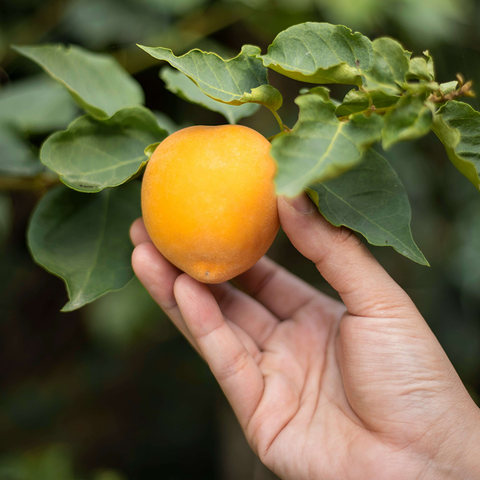 How Freeze-Dried Fruit Is Made: From Fresh to Long-Lasting